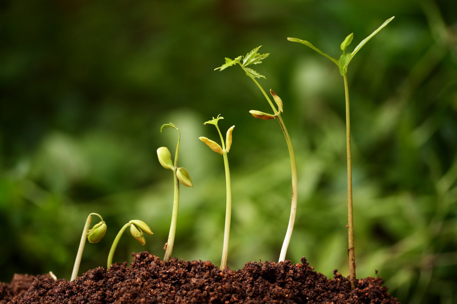 Grow