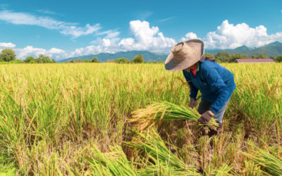 அறுப்புக்கு ஆளில்லை