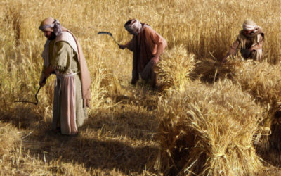 அறுப்புக்கு வேலையாட்கள்