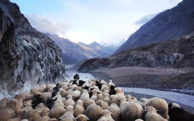 நானே நல்ல மேய்ப்பன்