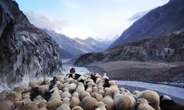 நானே நல்ல மேய்ப்பன்